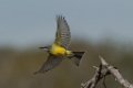 Tropical Kingbird 2014-01-25_3